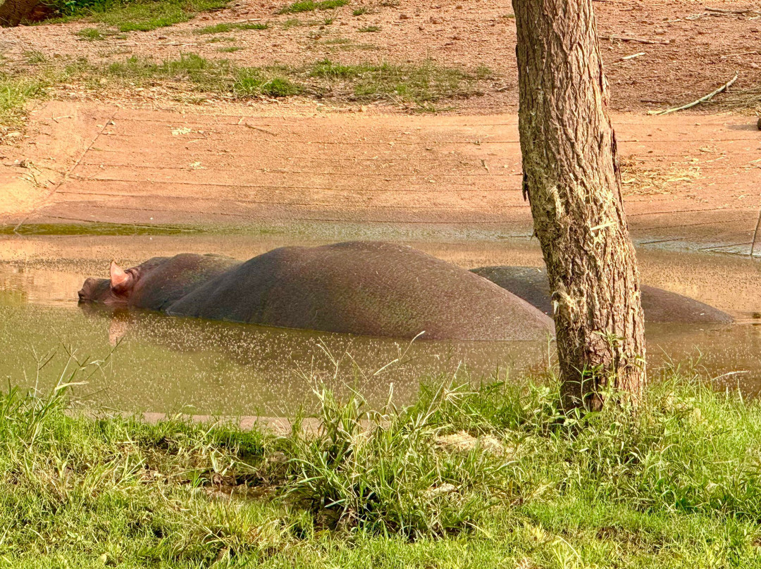 Atal Bihari Vajapayee Zoological Park-Kamalapur必去景点