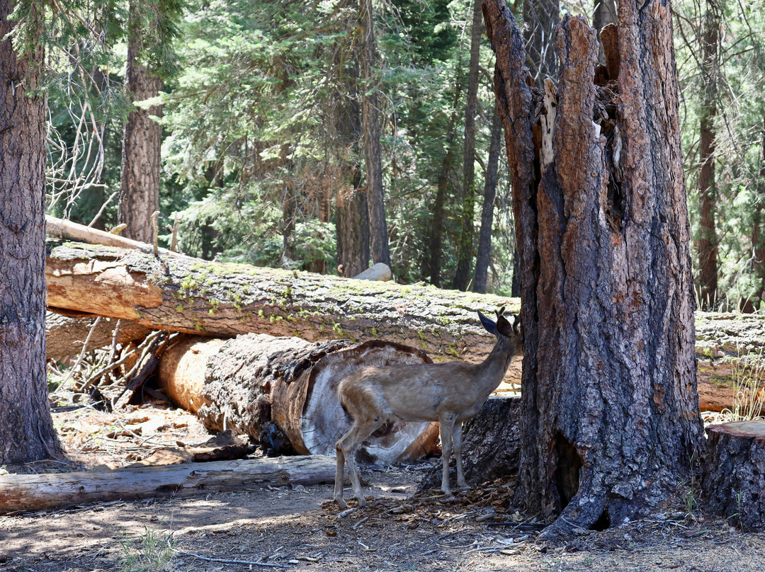 Sequoia and Kings Canyon National Parks景点图片