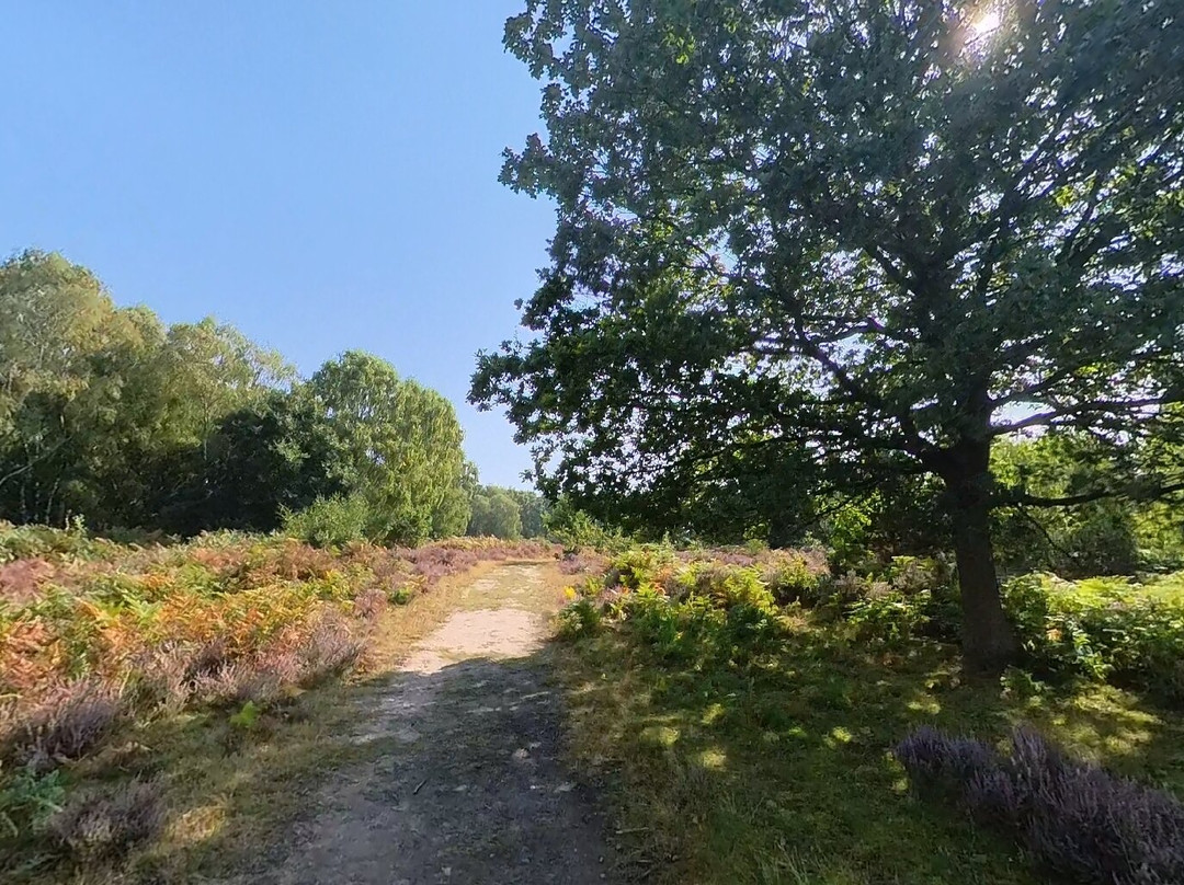 RSPB Budby South Forest景点图片