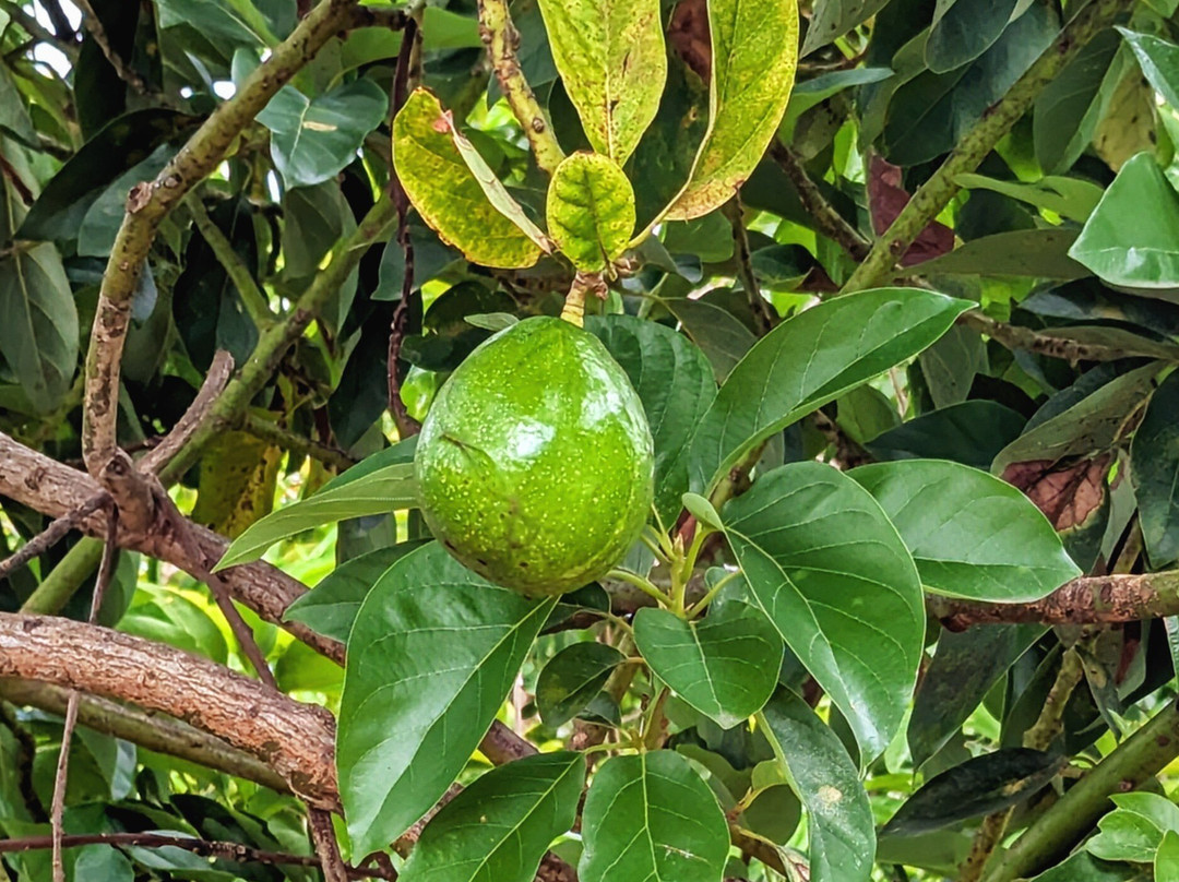 Ngozi Farm And Cultural Sanctuary-Swanns必去景点