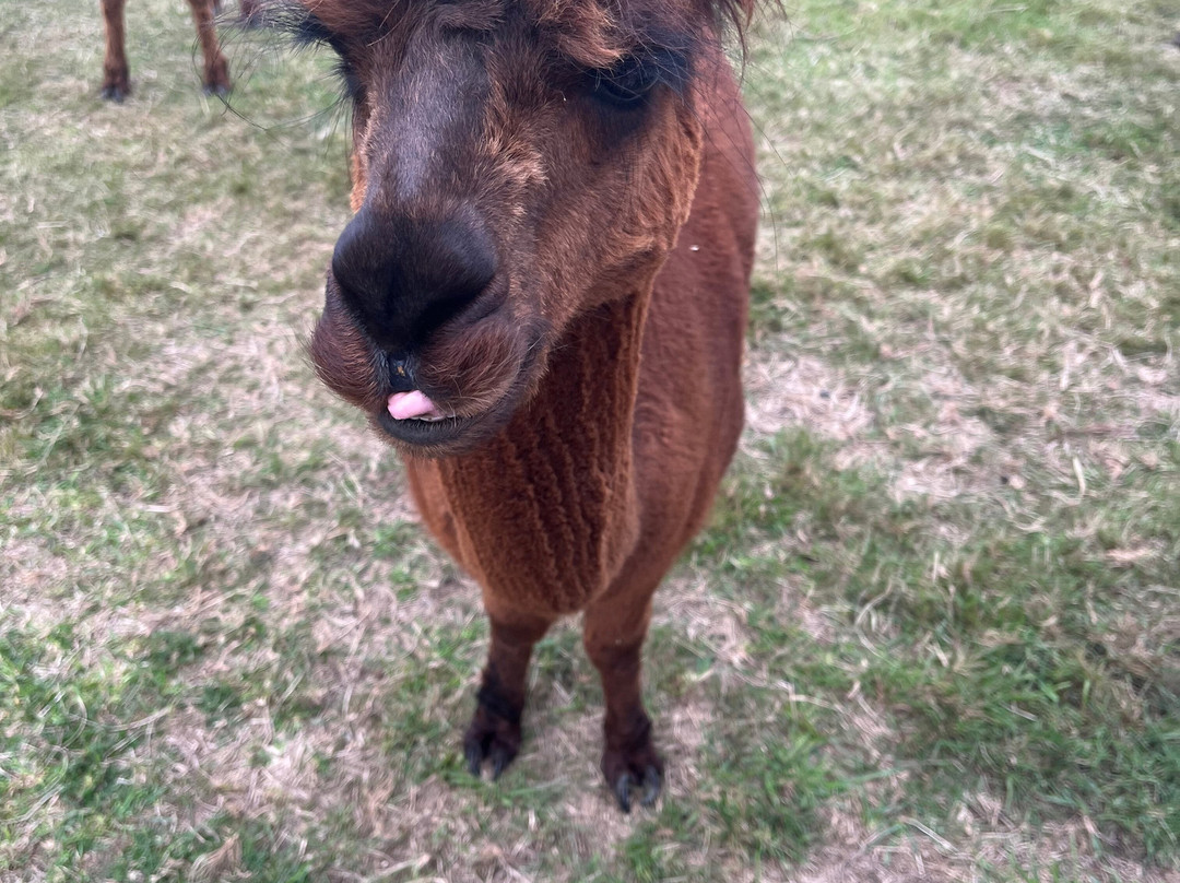 Abbotts View Alpacas景点图片