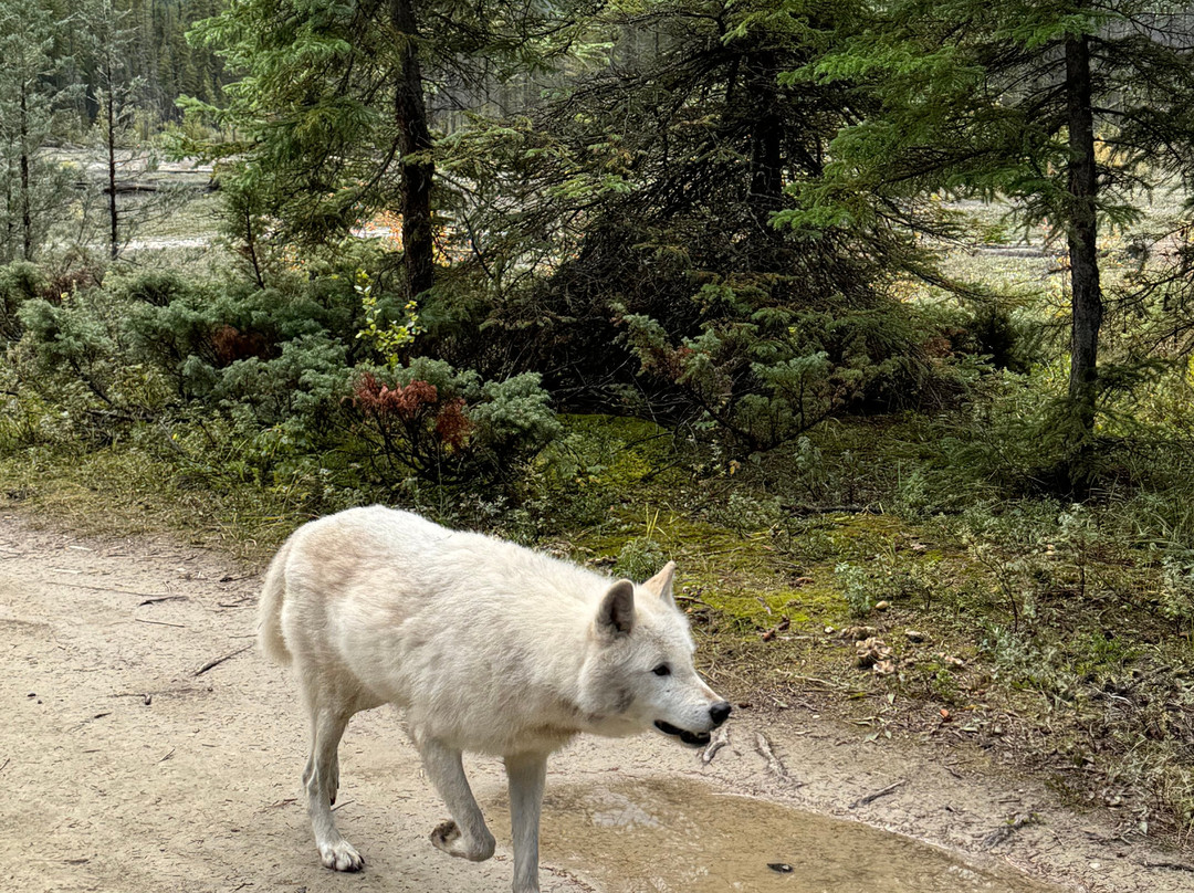 Northern Lights Wildlife Wolf Centre景点图片