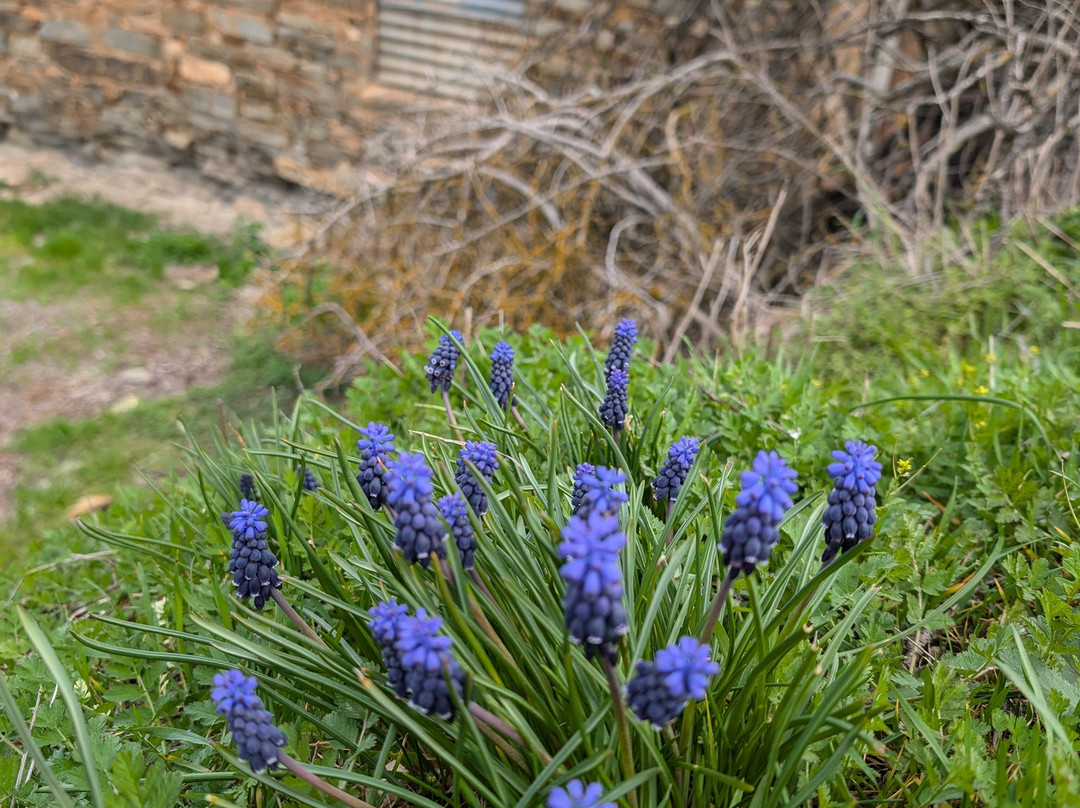 Burra Heritage Trail-Burra必去景点