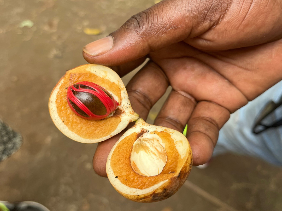 Ngatunga Tours-乞力马扎罗山国家公园必去景点