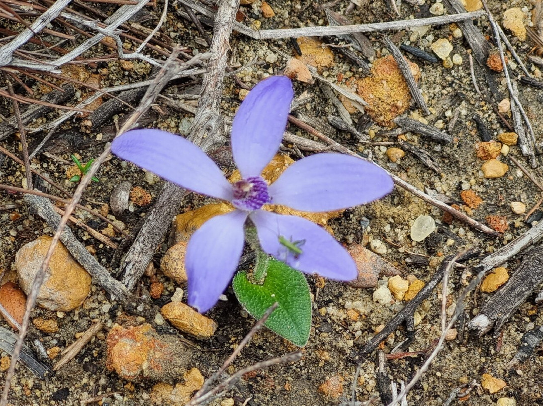 Lesueur National Park-朱里恩湾必去景点