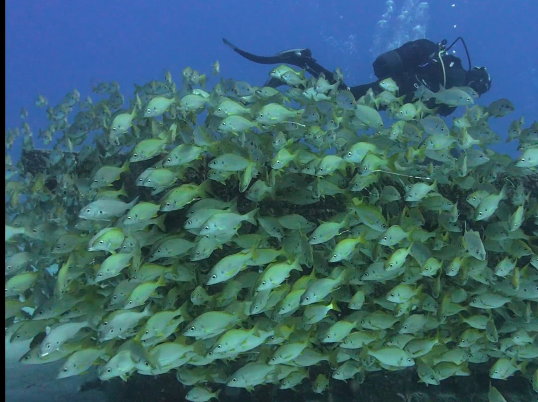 Nautico Diving Center-阿尔吉内金必去景点