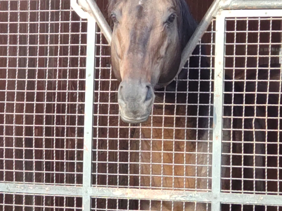 Breeders Stallions Station-日高町必去景点
