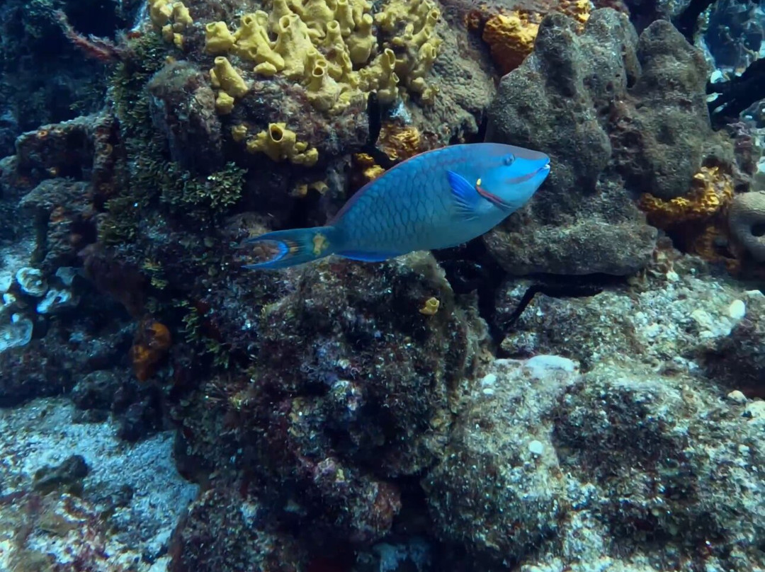 Tsukan adventures&Diving-普拉亚德尔卡曼必去景点