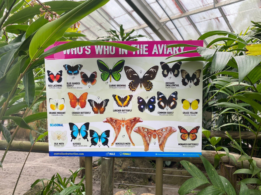 Australian Butterfly Sanctuary景点图片