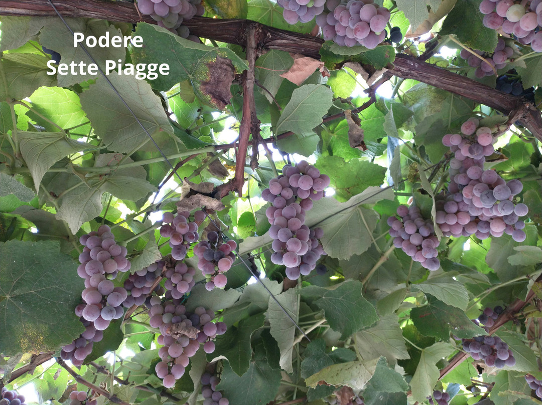 Podere Sette Piagge主图