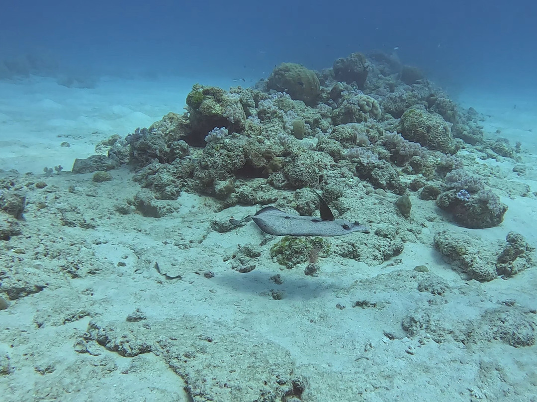 Octopus Diving Centre-Pereybere必去景点