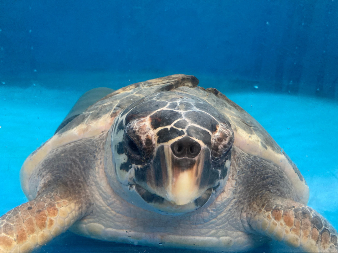 Turtle Point景点图片
