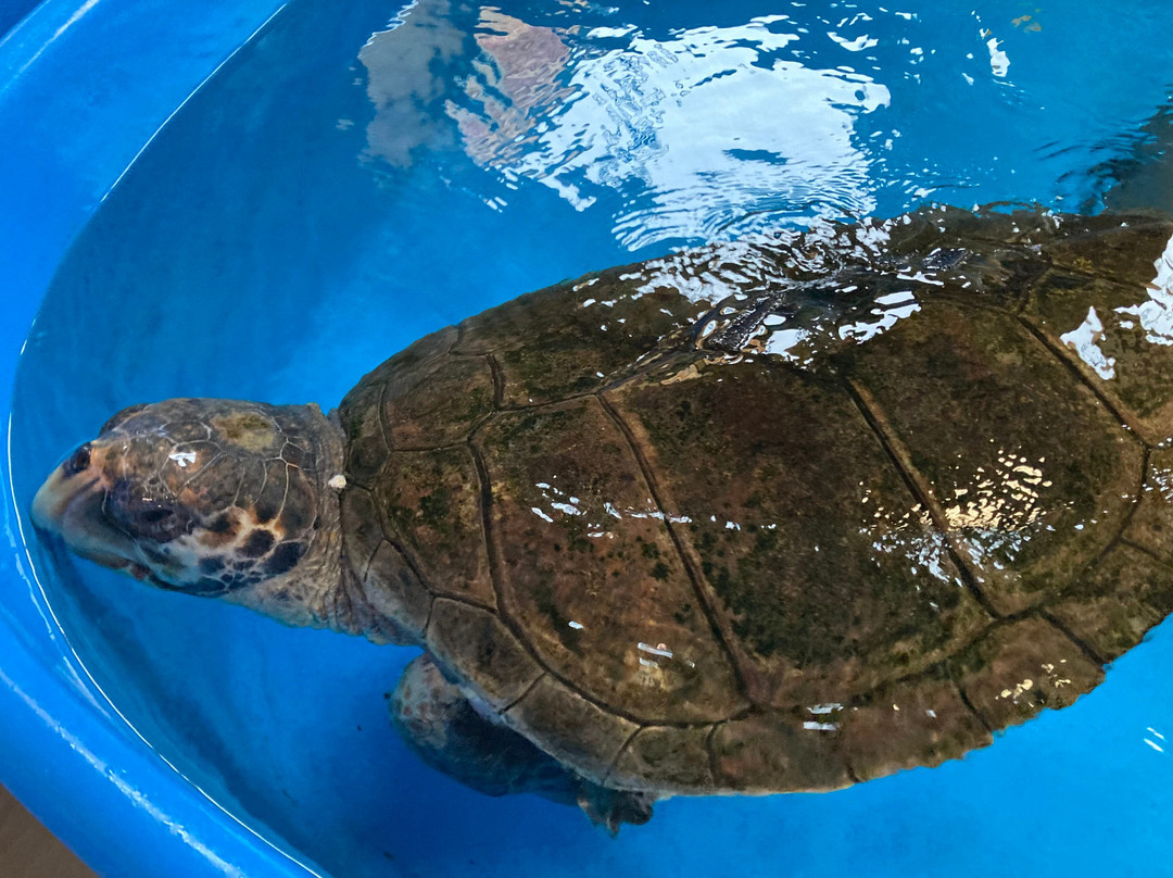 Turtle Point景点图片