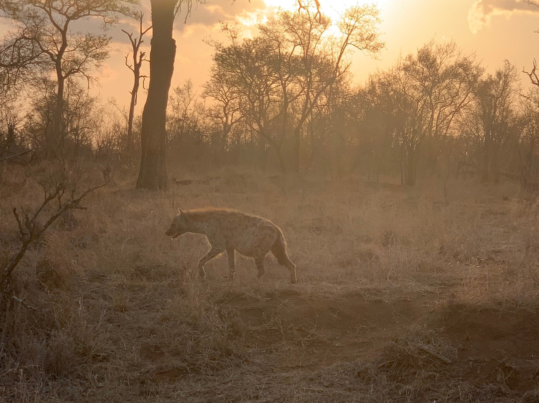 Manyeleti Safari Camp Lodge主图