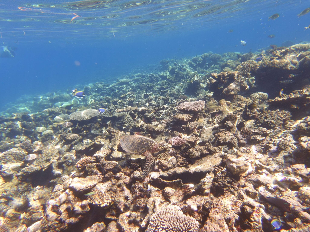 Deep Blue Divers-拉姆环礁必去景点