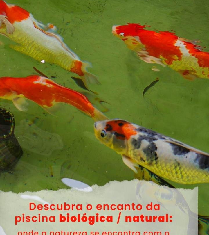 Studios Em Conteiner No Bosque