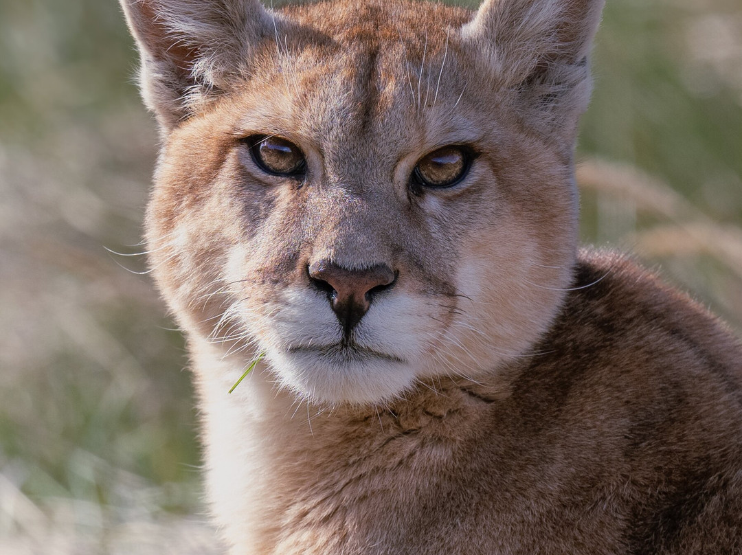 Olsen Photo Tours - Wildlife Experiences景点图片