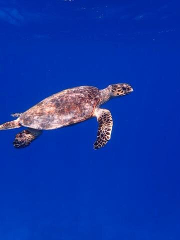 Pirate Boat Trips-赫尔格达必去景点