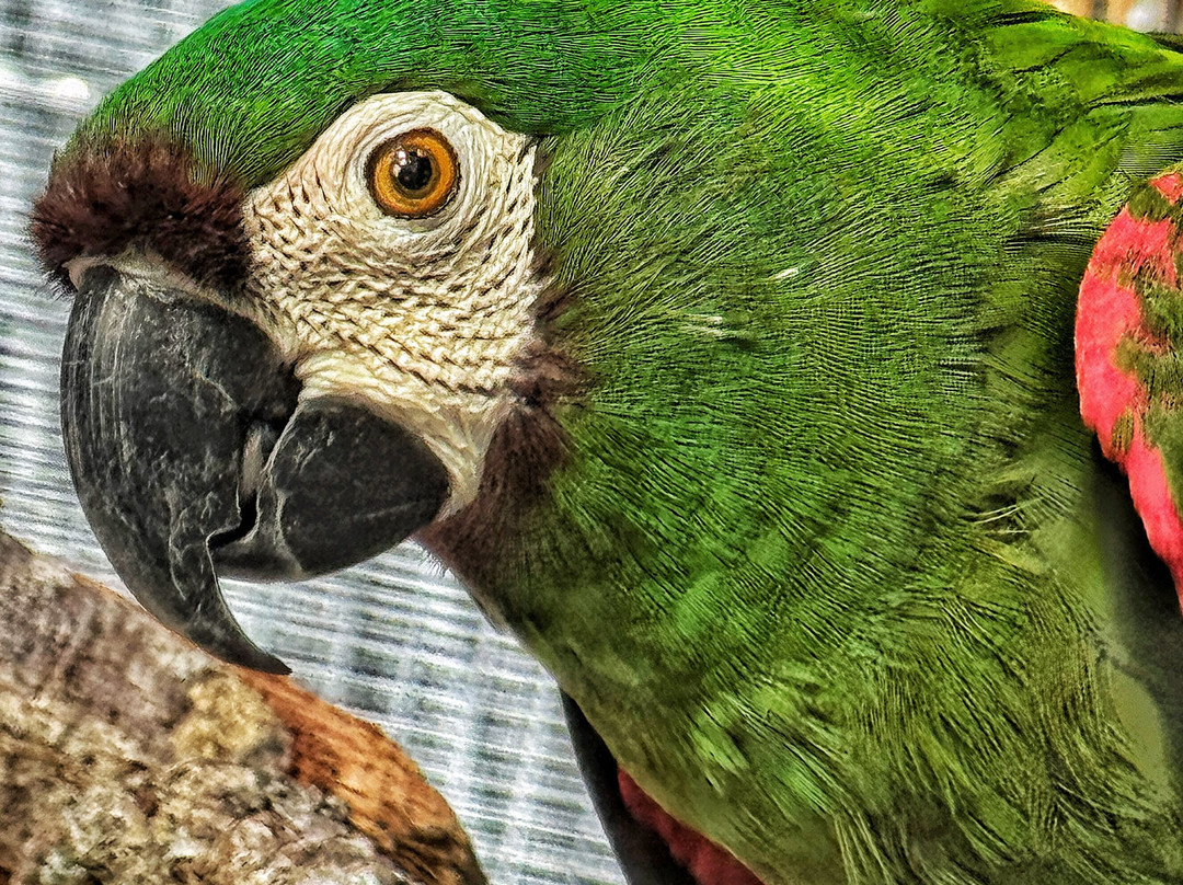 Save Our Seabirds-萨拉索塔必去景点