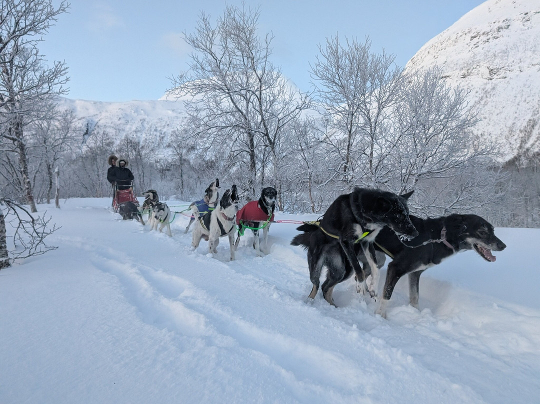 Happy Tails Husky Tours景点图片