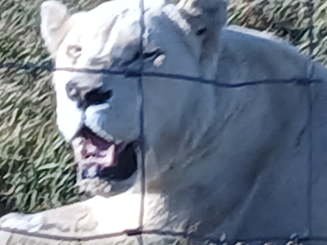 Glen Garriff Lion Conservation Npc-哈利史密斯必去景点