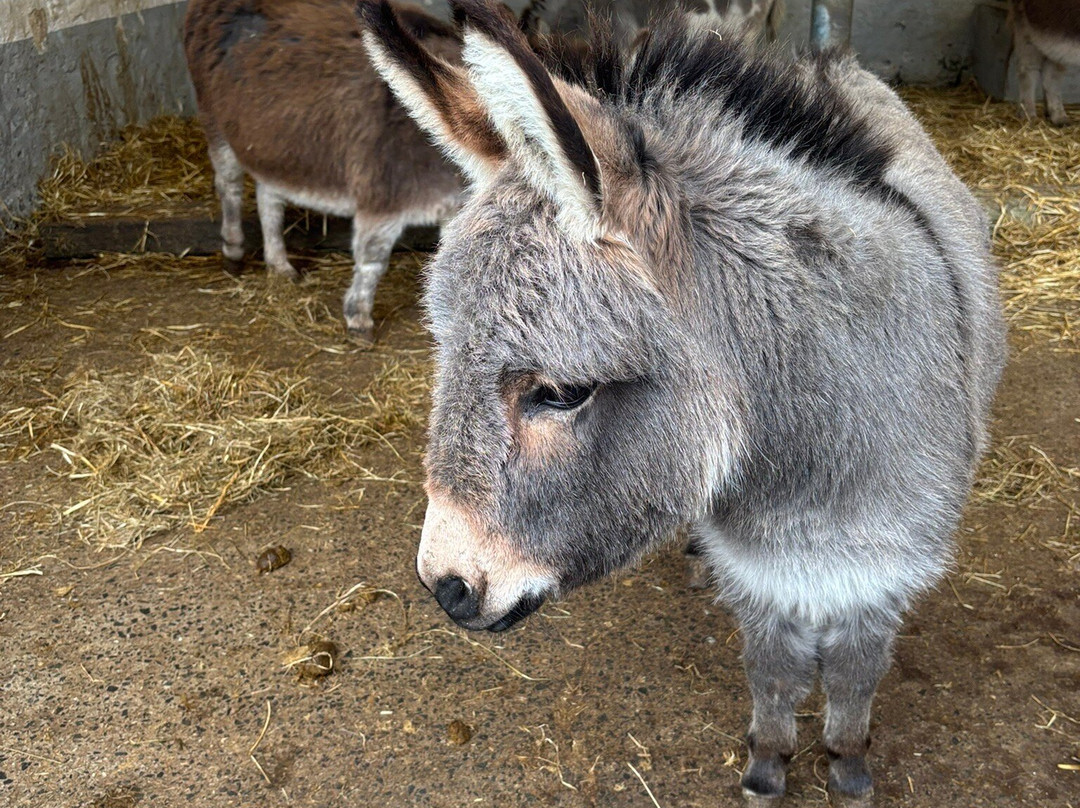 Heads of Ayr Farm Park景点图片