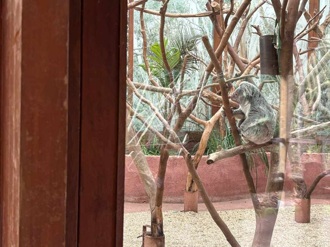 Zoo Planckendael景点图片