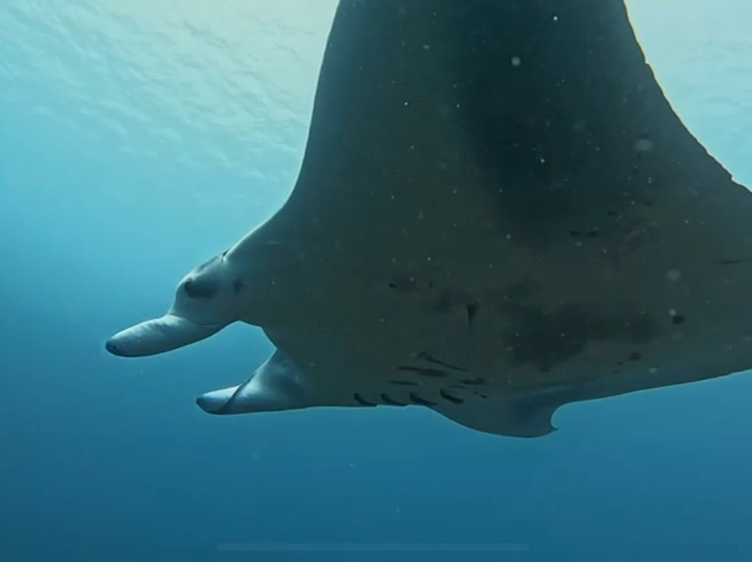 Euro-Divers Alila Kothaifaru Maldives-Kothaifaru必去景点