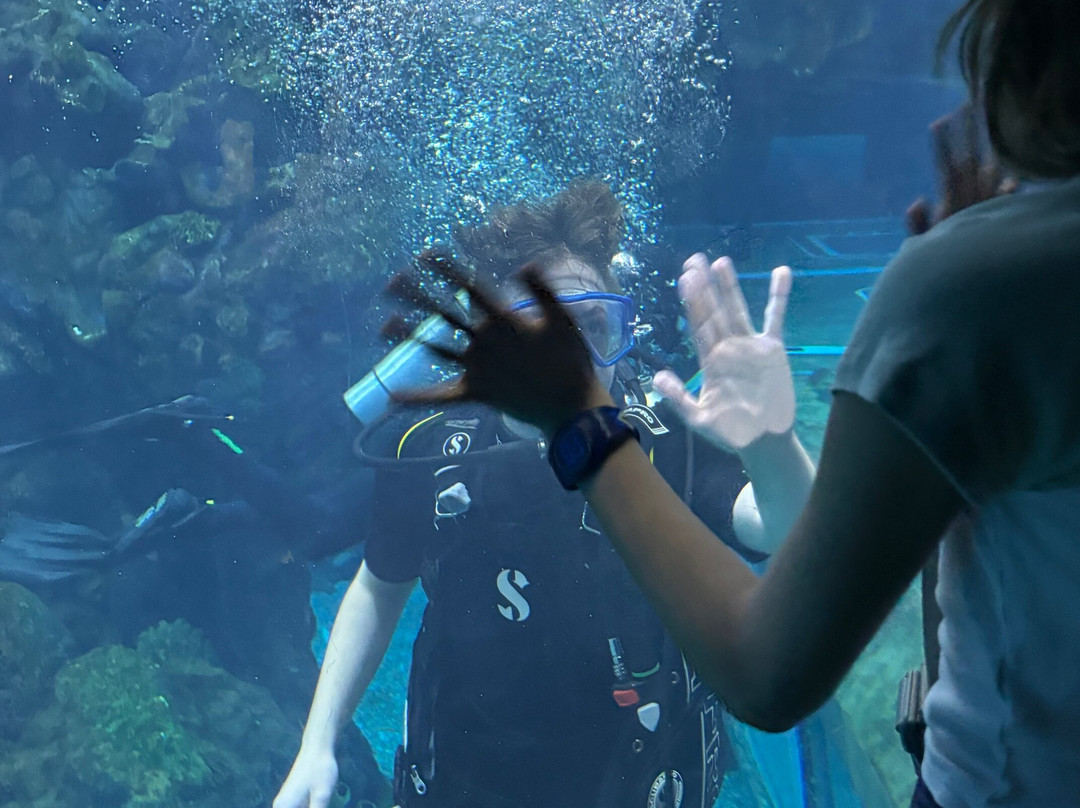 Epcot Divequest-奥兰多必去景点