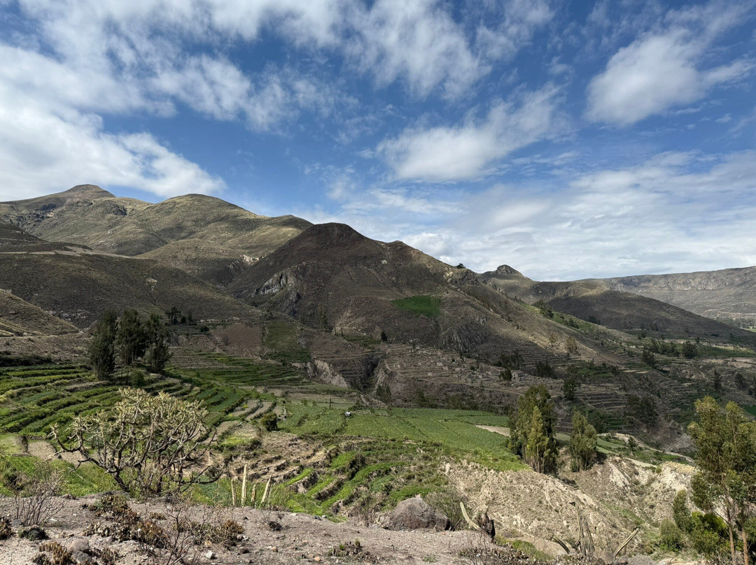 Miskiwasi B & B主图