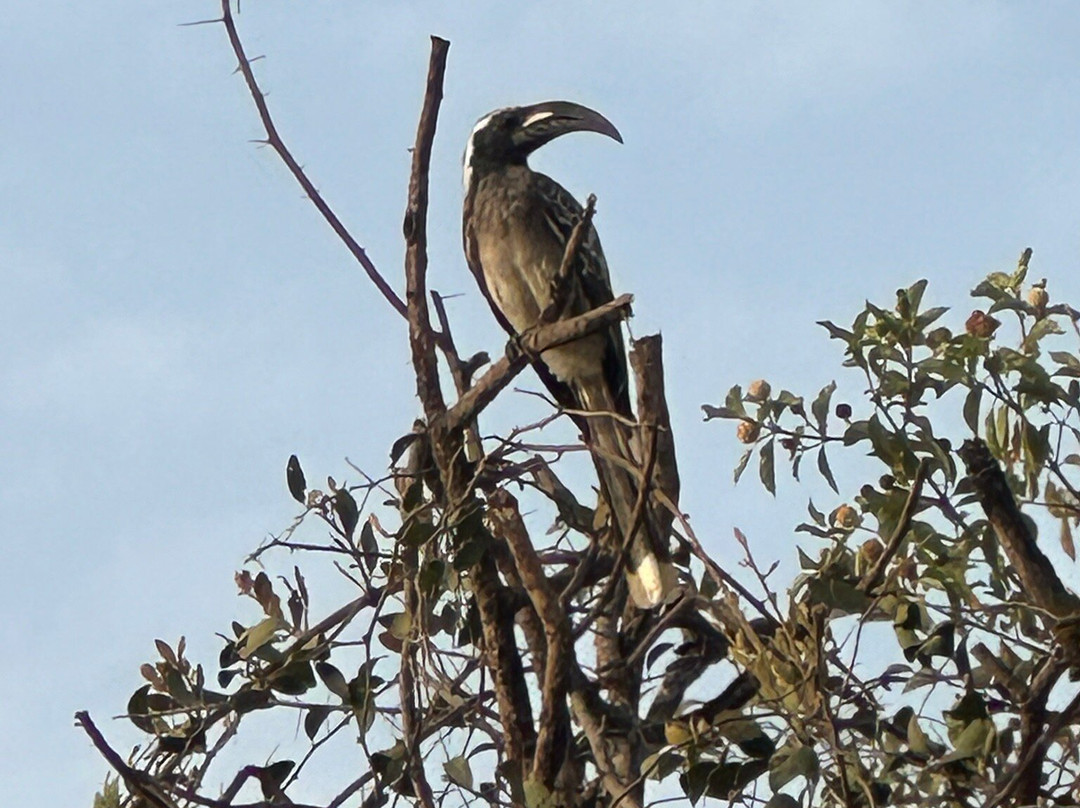 Smiley, Your Eco-Nature Guide in Kuntaur Gambia景点图片