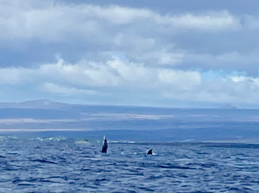 Captain Zodiac Whale Cruise-Cheticamp必去景点