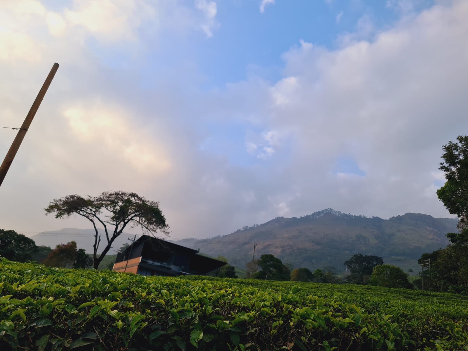 Tea Harvester-酒店景观