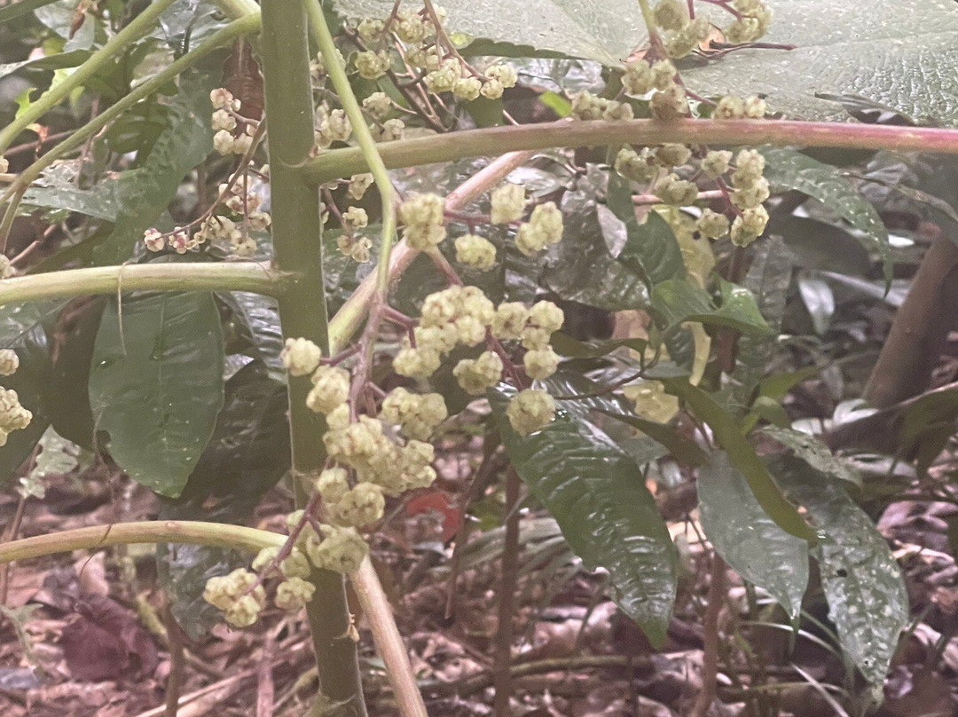Mossman Gorge Centre Tours-Daintree必去景点