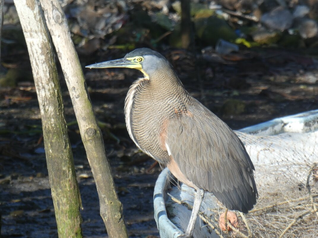 San Pancho Bird Observatory-利他必去景点