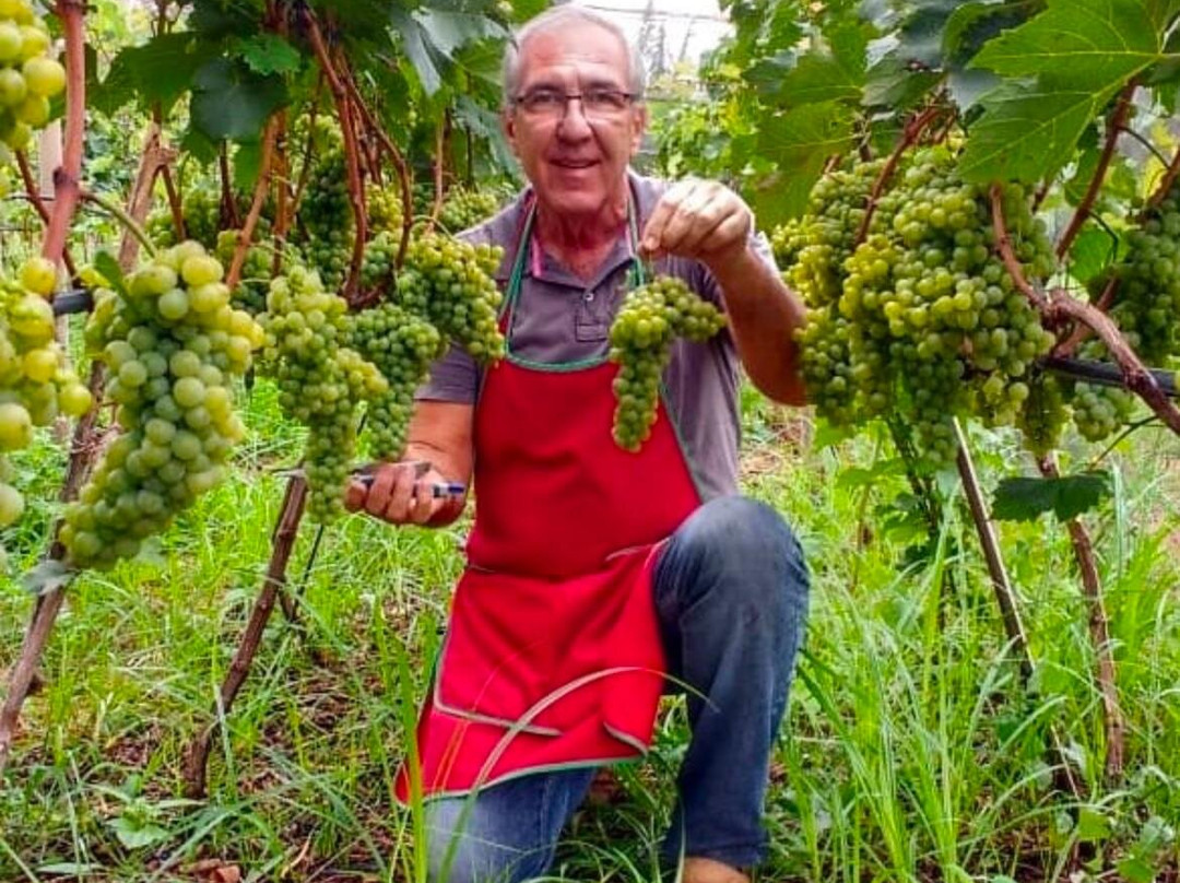 Adega Família Baccetti-维涅杜必去景点