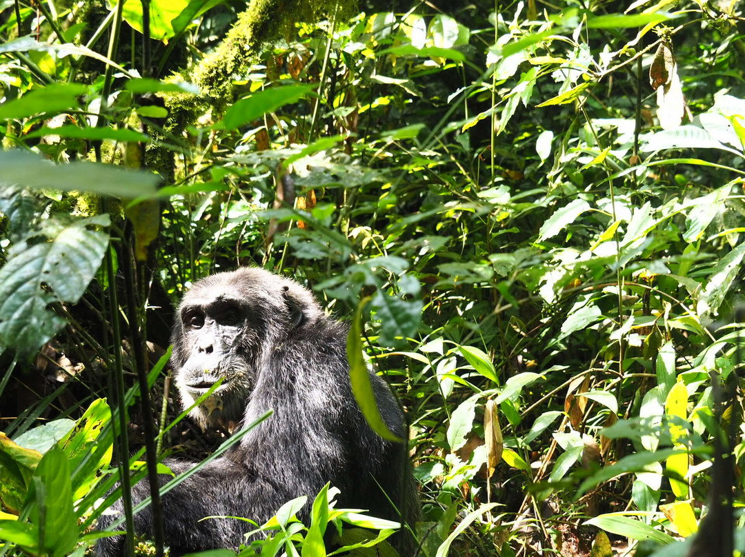 Gorilla & East Africa Safari-恩德培必去景点