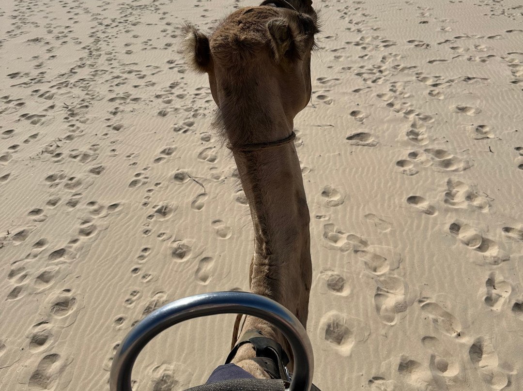 Port Macquarie Camel Safari's-麦克夸利港必去景点
