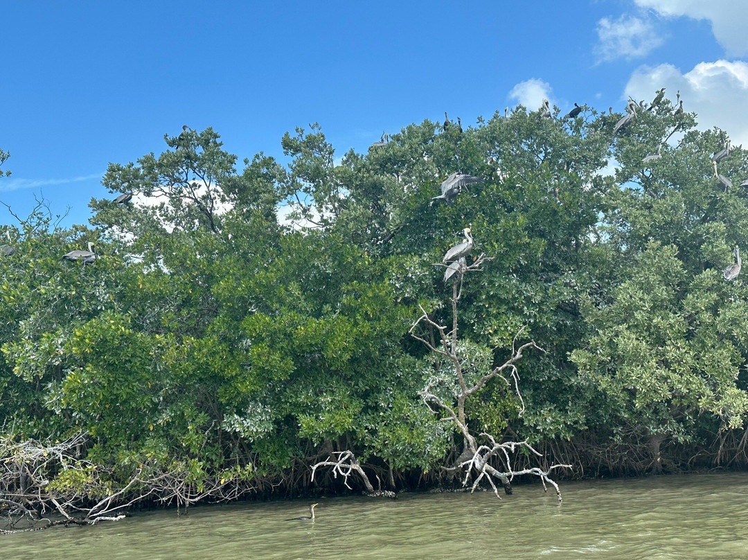 Flamingo Tours-塞莱斯顿必去景点