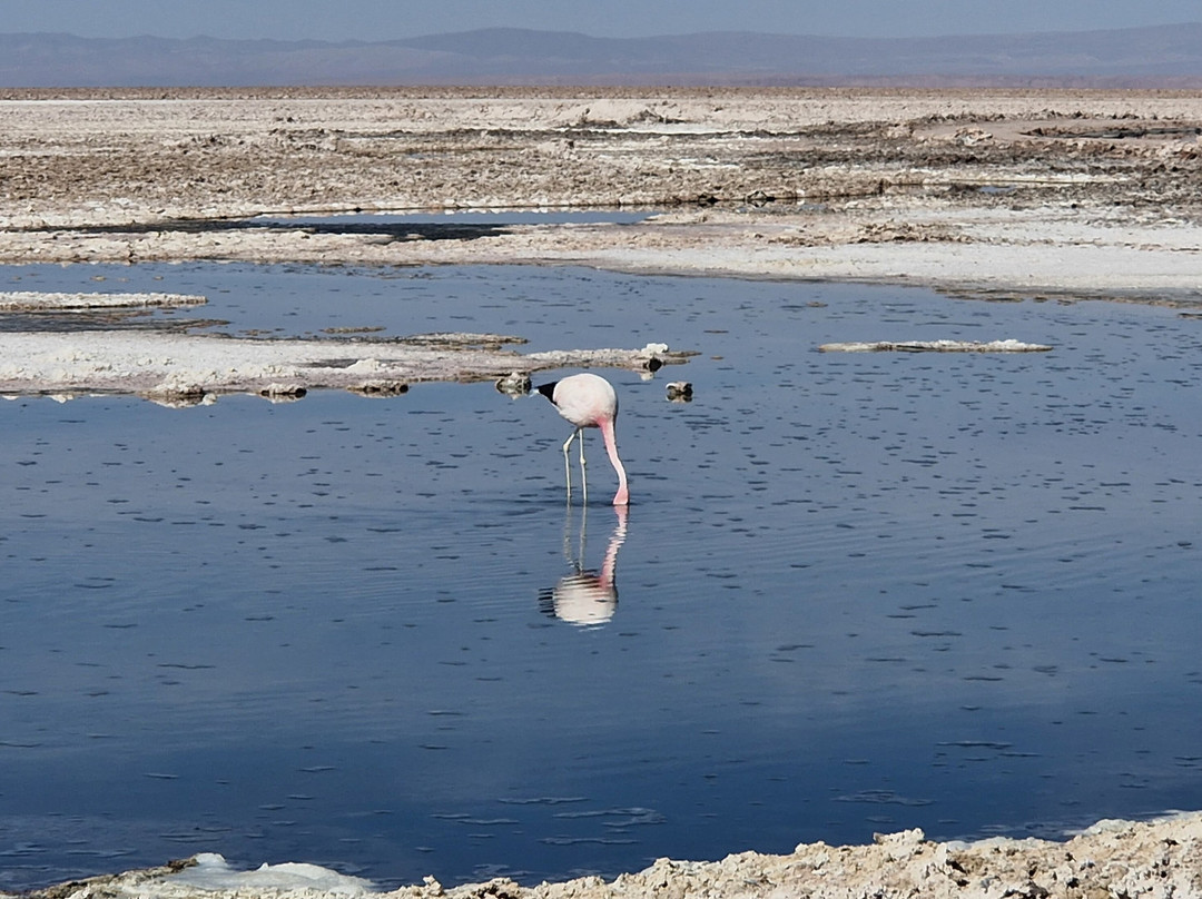 Salar de Atacama-安托法加斯塔必去景点