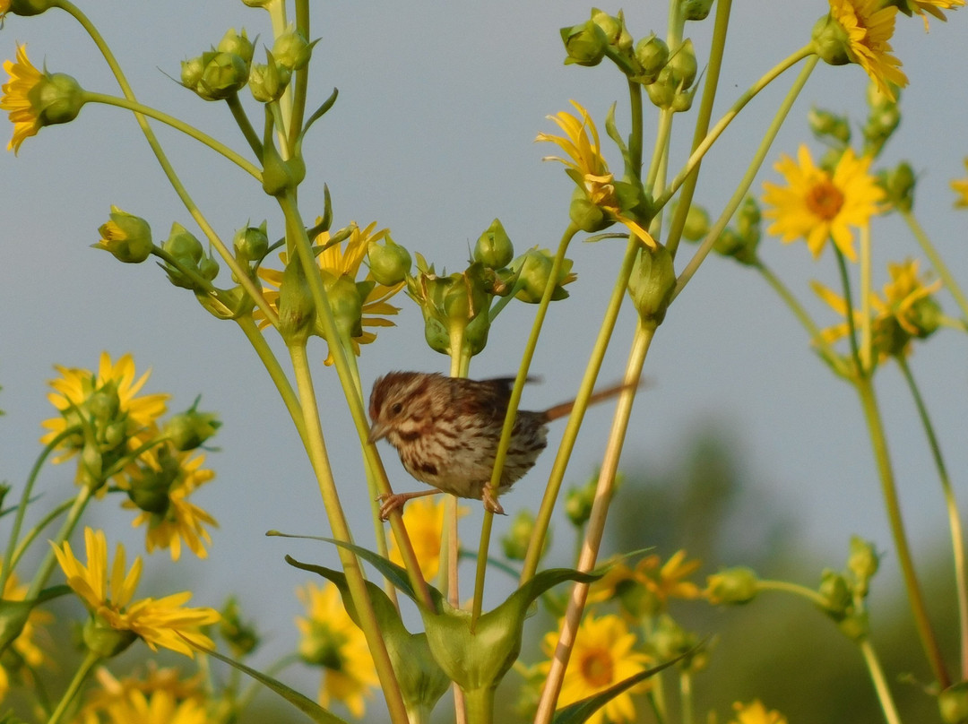 Adam Birding Conservancy-Whitewater必去景点