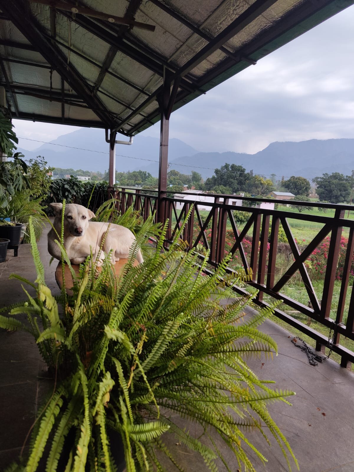 Forest Side Farm-官方