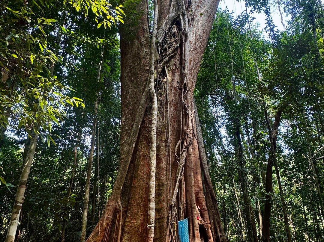 The Old Trees-阁骨岛必去景点