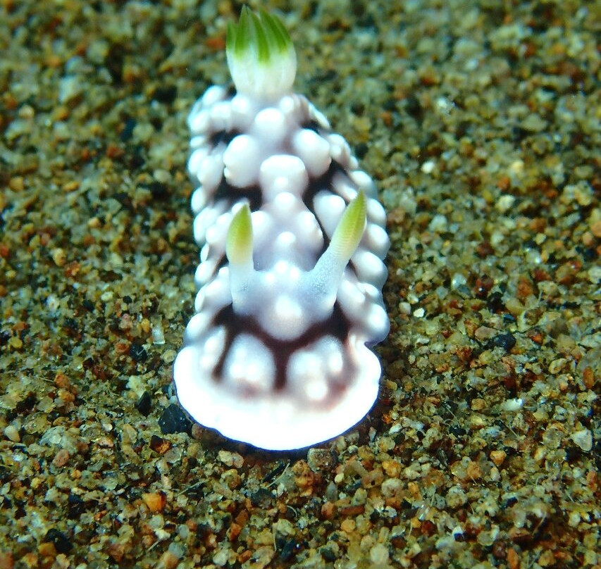 Dive Society Dauin景点图片
