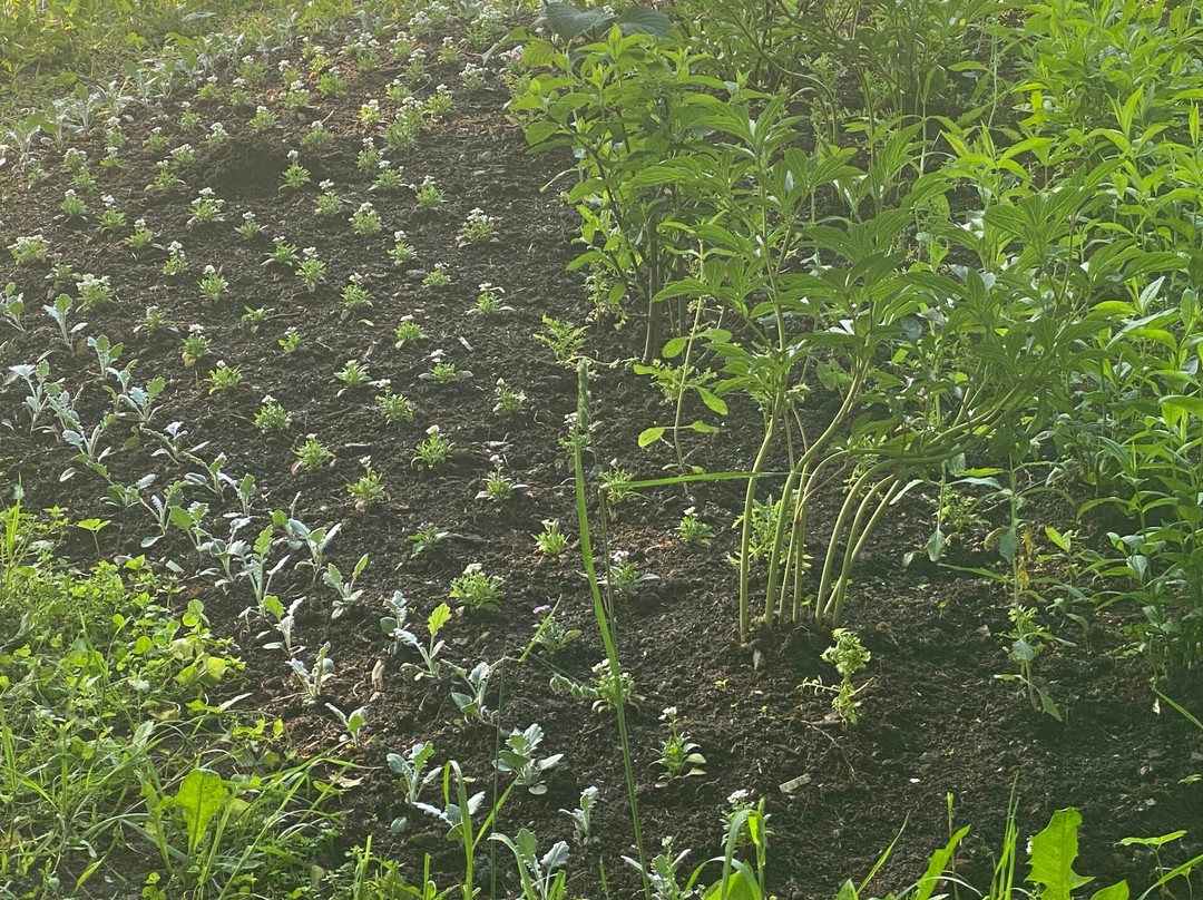 Garden Bode景点图片