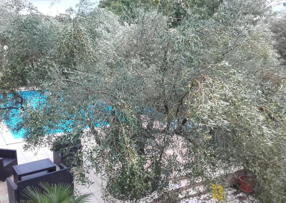 Villa Carolina