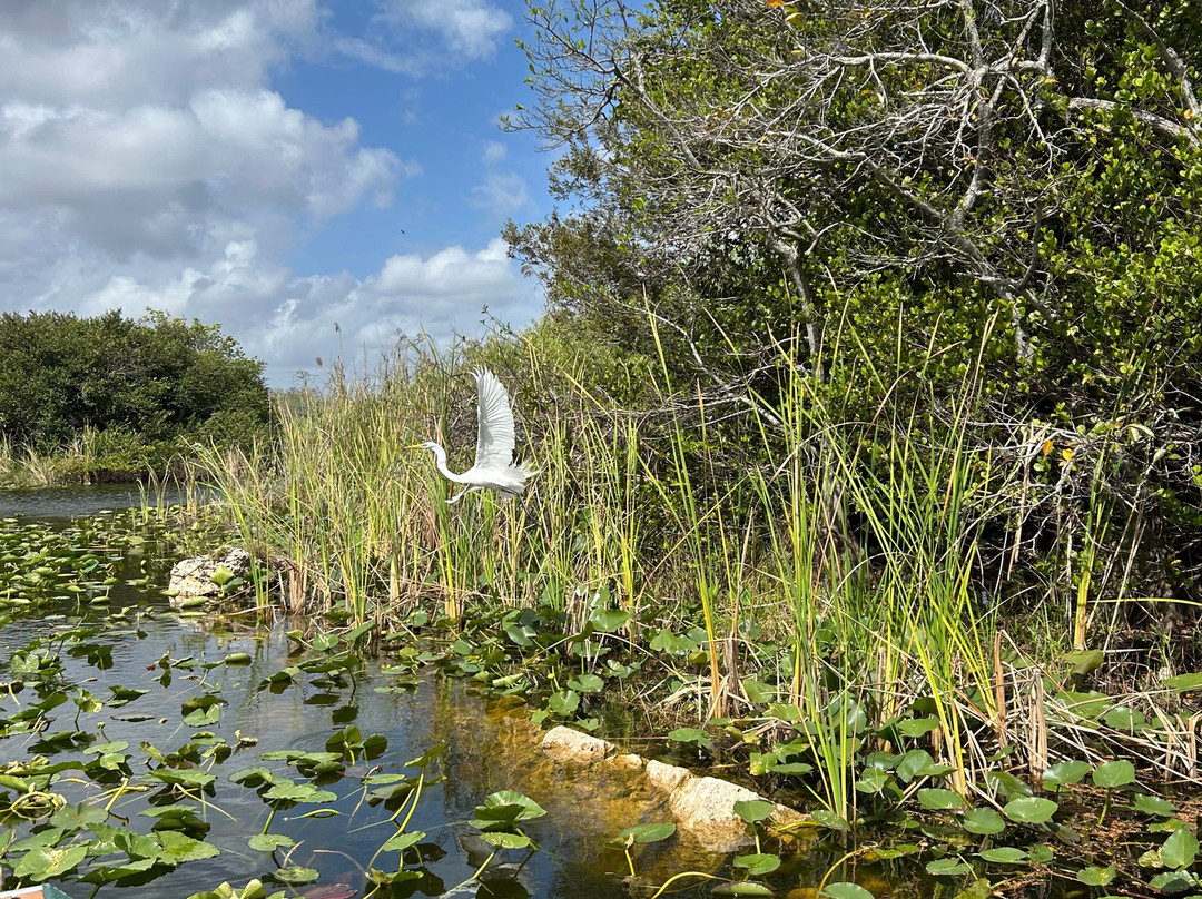 Down South Airboat Tours-大沼泽地必去景点
