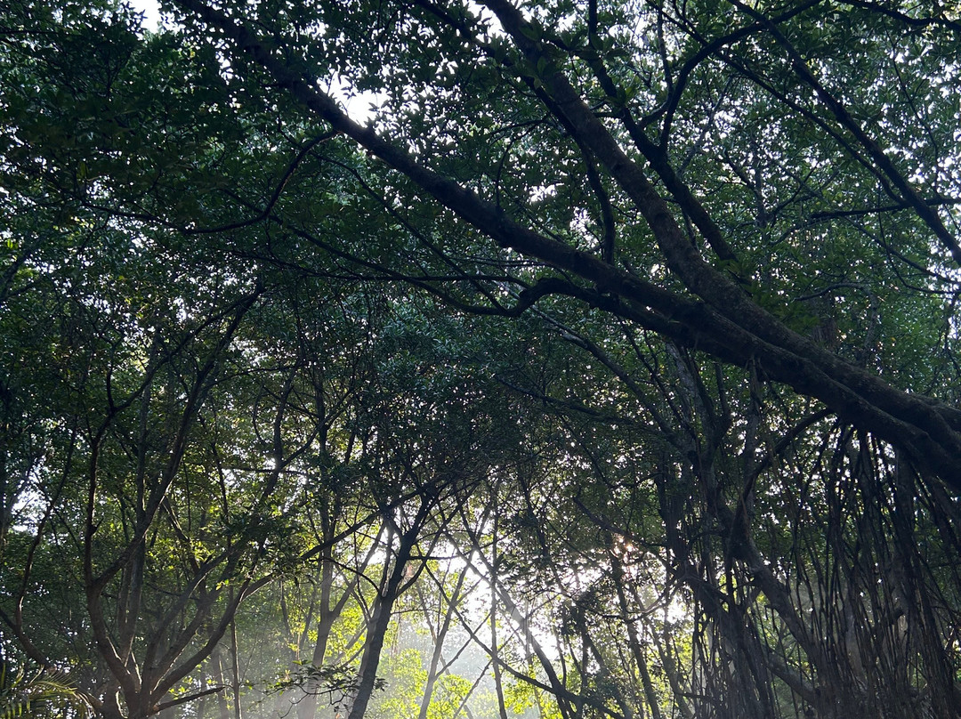 Bentota River-班托塔必去景点