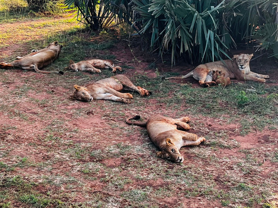 Wild Steps Safaris-恩德培必去景点