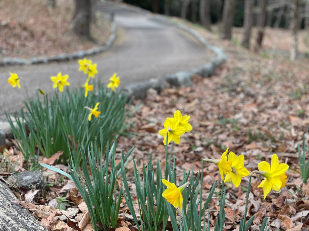 Iwamotoyama Park-富士市必去景点